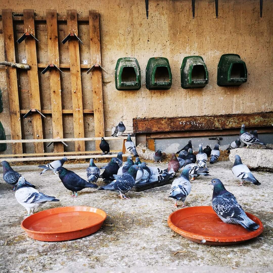 Tauben in der Handicapvoliere der Stadttauben Initiative in Klipphausen (bei Dresden)