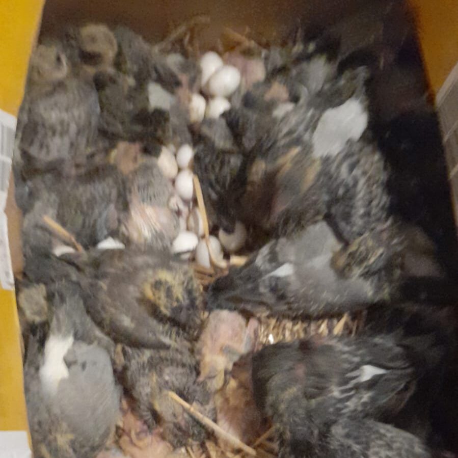 Notfall mit vielen Tauben