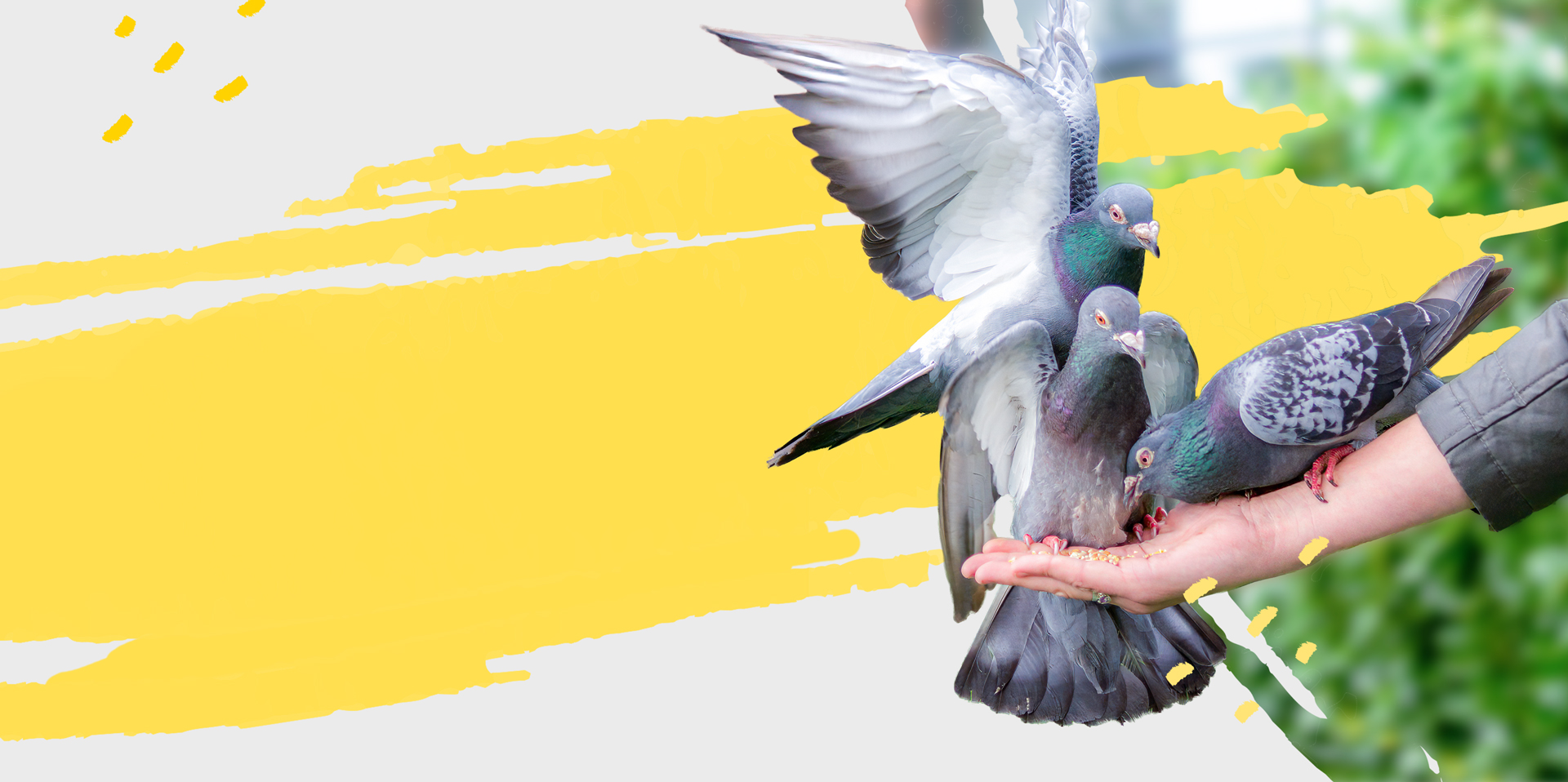 Headerbild - Projekte | Drei Tauben, die aus einer Hand fressen