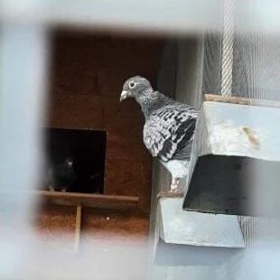 Foto einer Taube in der Freiflugvoliere in Dresden Mockritz